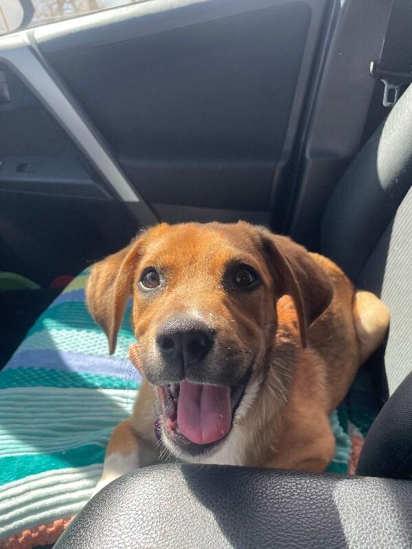 Enlarge Luke, a Adoptable mixed breed in Fort Collins, CO image 3/6