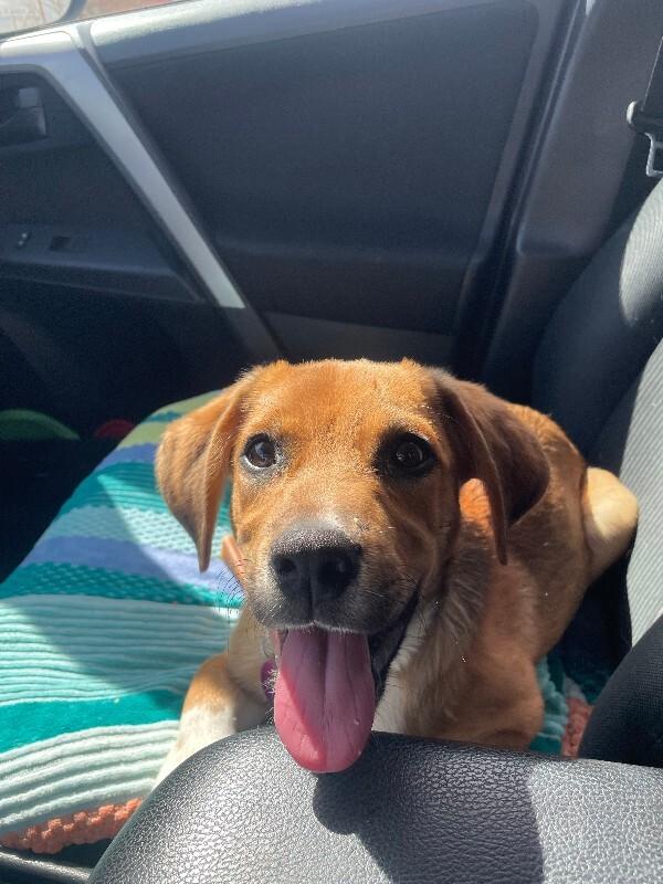 Enlarge Luke, a Adoptable mixed breed in Fort Collins, CO image 4/6