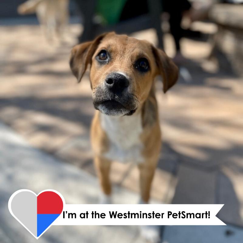 Enlarge Luke, a Adoptable mixed breed in Westminster, CO image 3/6