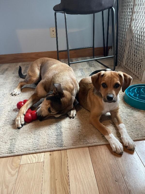 Enlarge Luke, a Adoptable mixed breed in Fort Collins, CO image 5/6