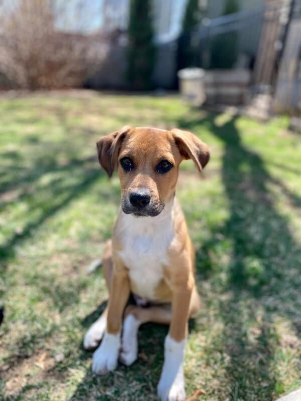Enlarge Luke, a Adoptable mixed breed in Westminster, CO image 4/6