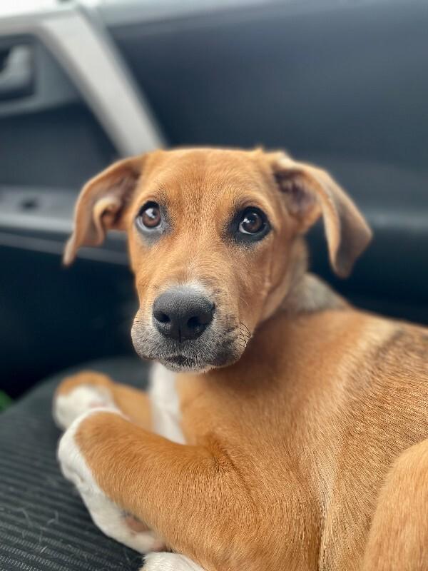 Enlarge Luke, a Adoptable mixed breed in Westminster, CO image 5/6