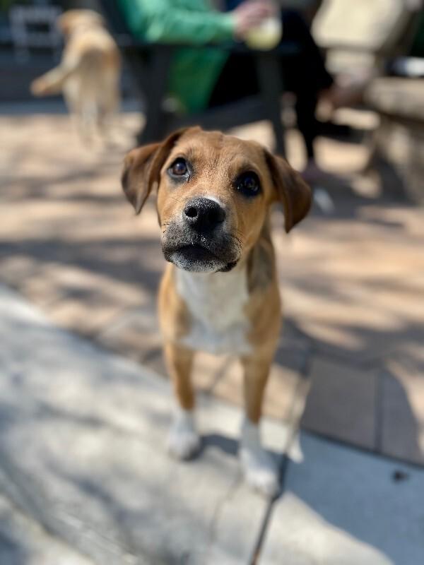 Enlarge Luke, a Adoptable mixed breed in Westminster, CO image 6/6