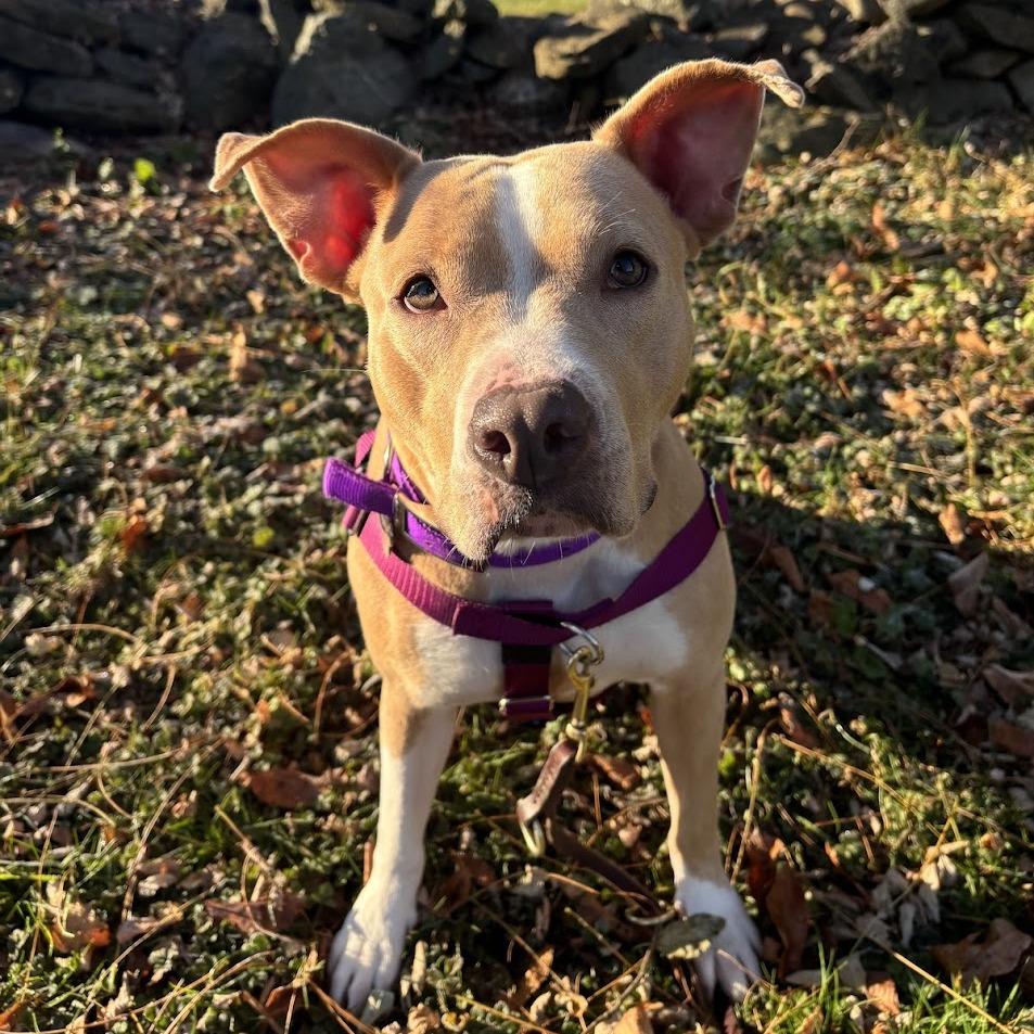 Zoey, Adoptable, Young Female Mixed Breed.