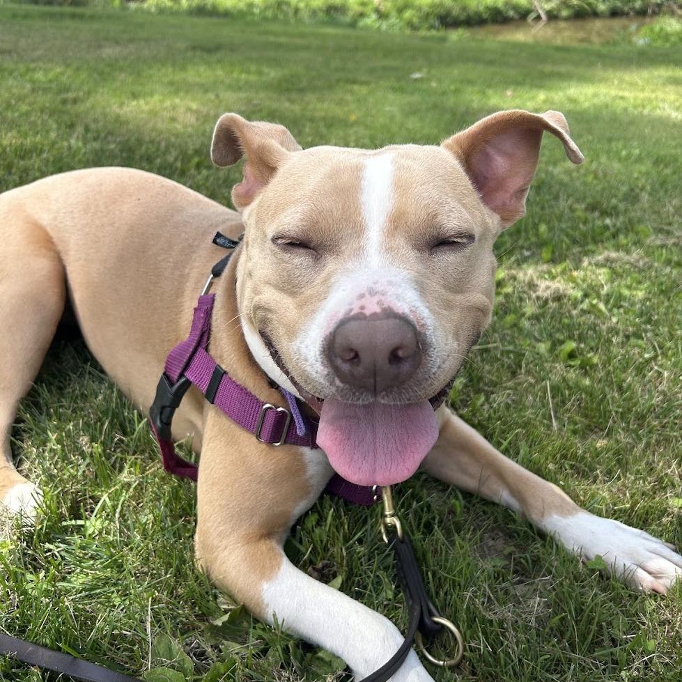 Enlarge Zoey, a Adoptable Mixed Breed in Bangall, NY image 2/5