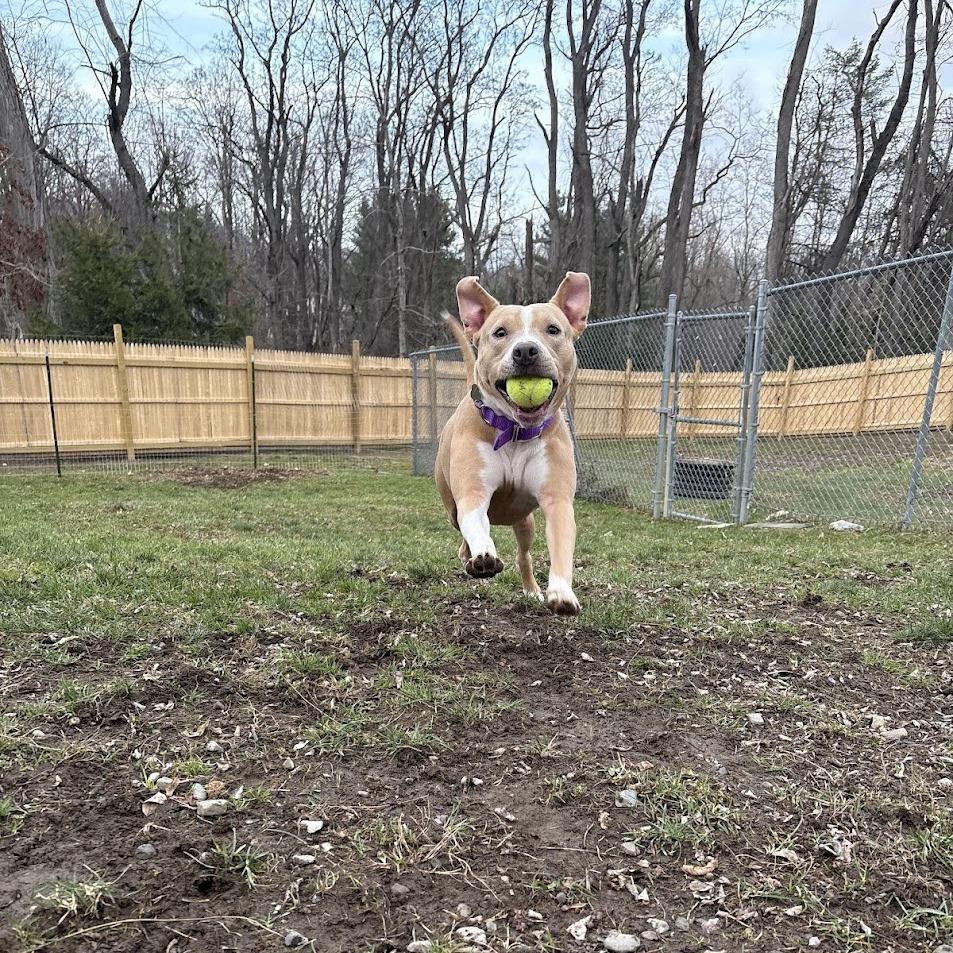 Enlarge Zoey, a Adoptable Mixed Breed in Bangall, NY image 2/6