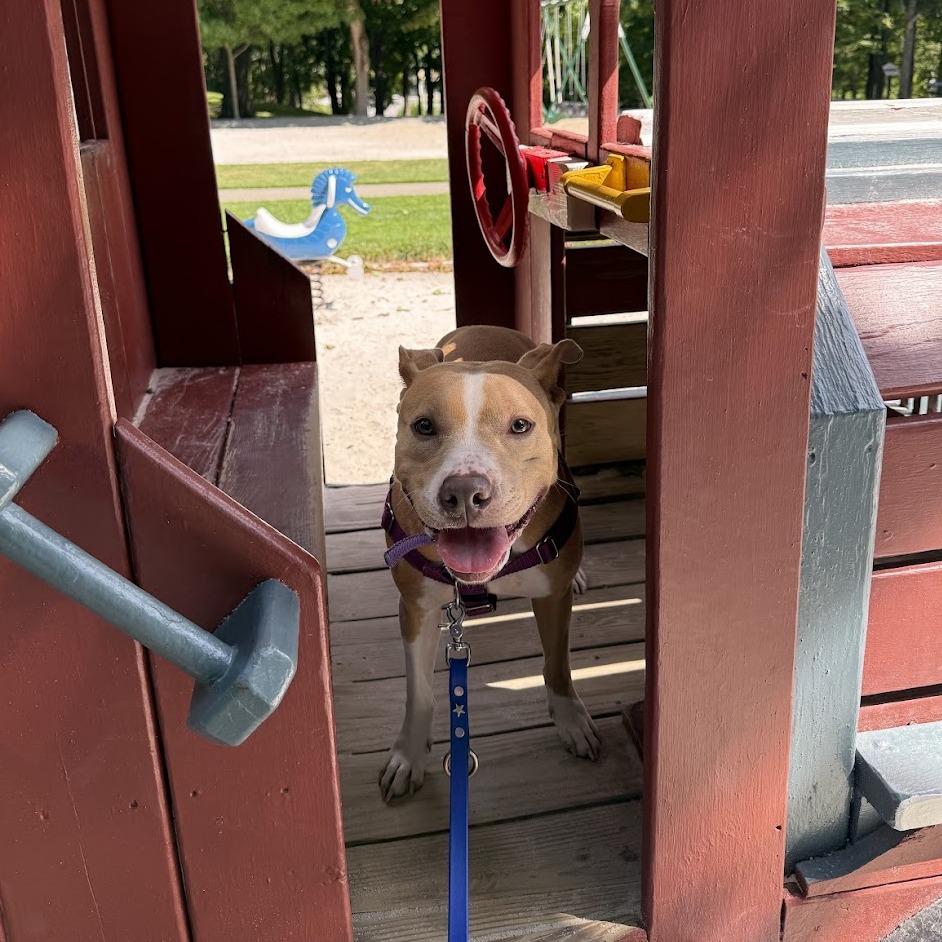 Enlarge Zoey, a Adoptable Mixed Breed in Bangall, NY image 3/5
