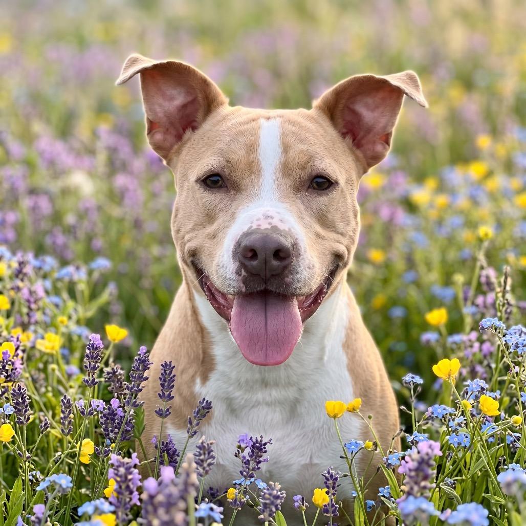 Enlarge Zoey, a Adoptable Mixed Breed in Bangall, NY image 3/6