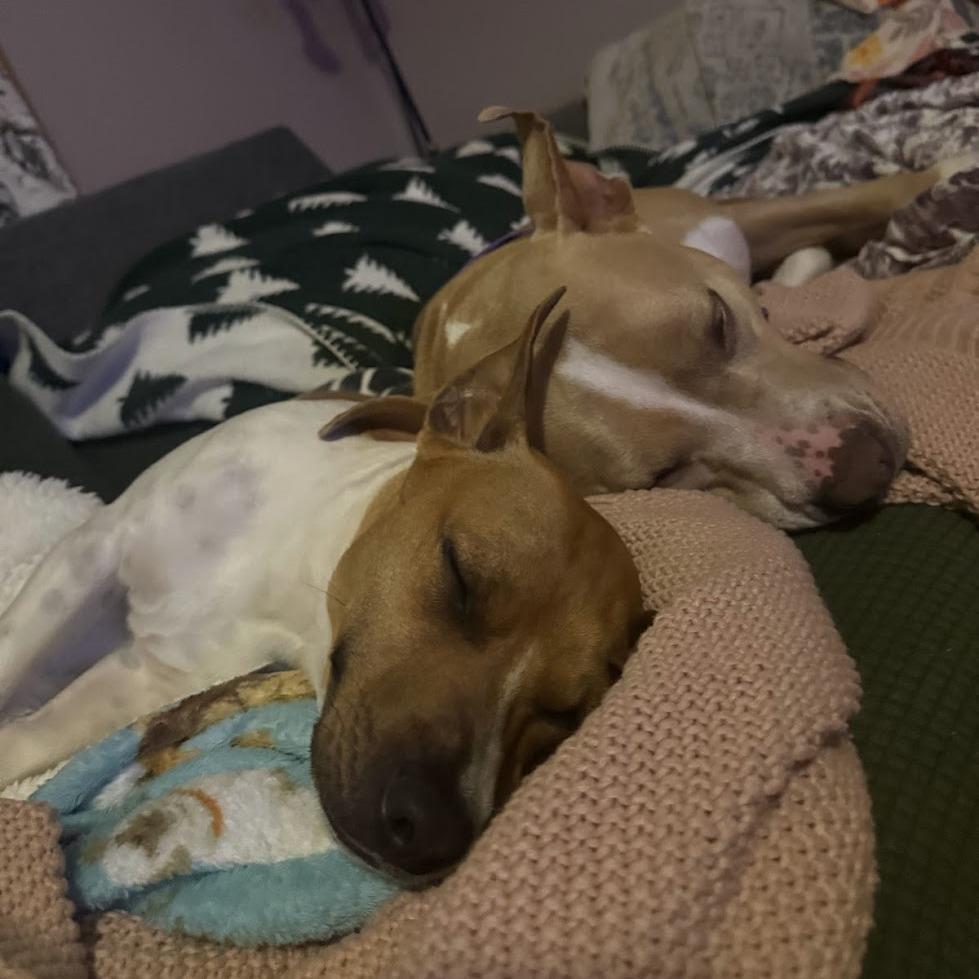 Enlarge Zoey, a Adoptable Mixed Breed in Bangall, NY image 5/5