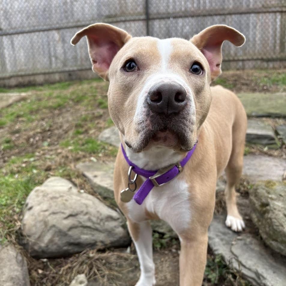 Enlarge Zoey, a Adoptable Mixed Breed in Bangall, NY image 3/6