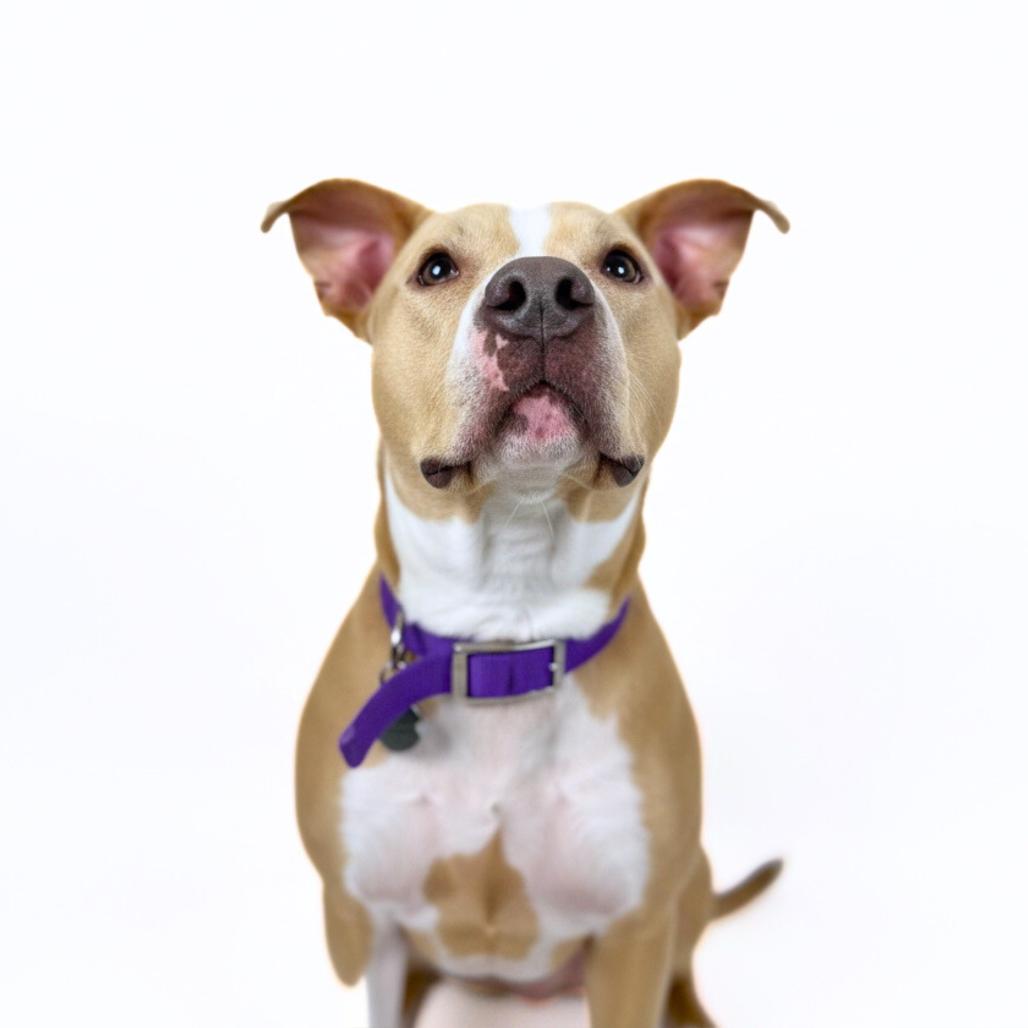 Enlarge Zoey, a Adoptable Mixed Breed in Bangall, NY image 5/6