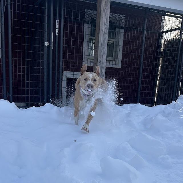 Enlarge Zoey, a Adoptable Mixed Breed in Bangall, NY image 5/5