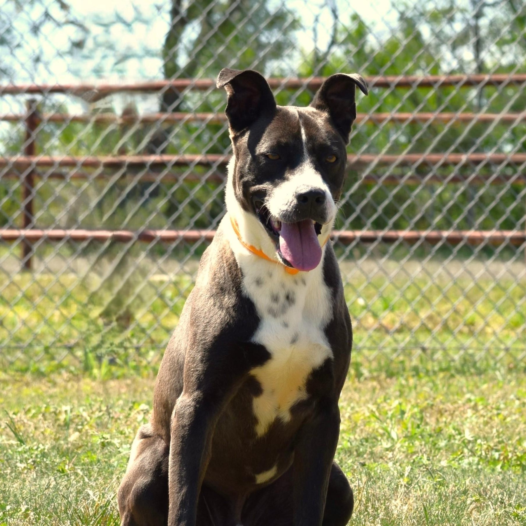 Enlarge Ashton, a Adoptable mixed breed in Rochester, NY image 1/5