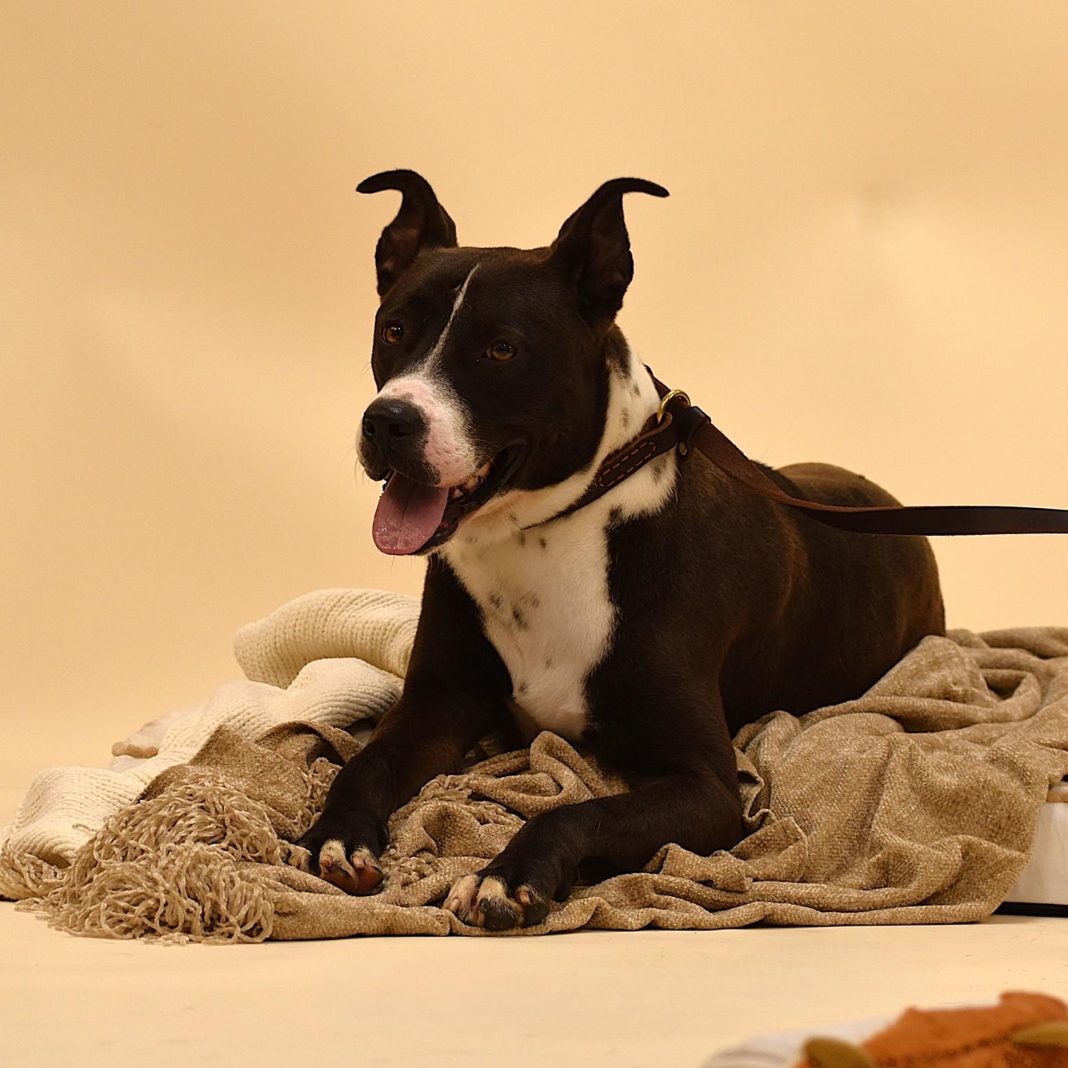 Enlarge Ashton, a Adoptable mixed breed in Rochester, NY image 4/5