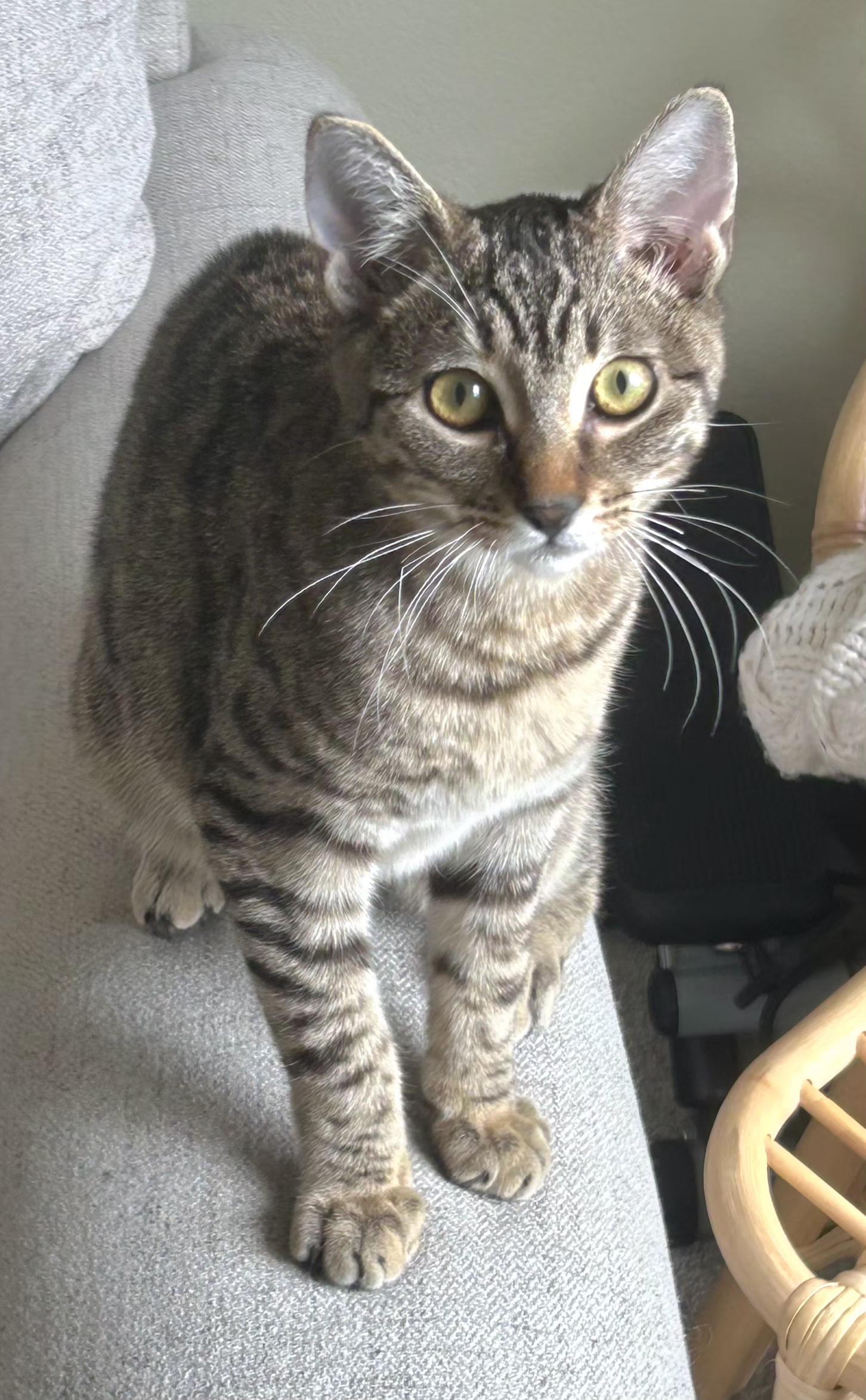 Jasper, Adoptable, Kitten Male Tabby.