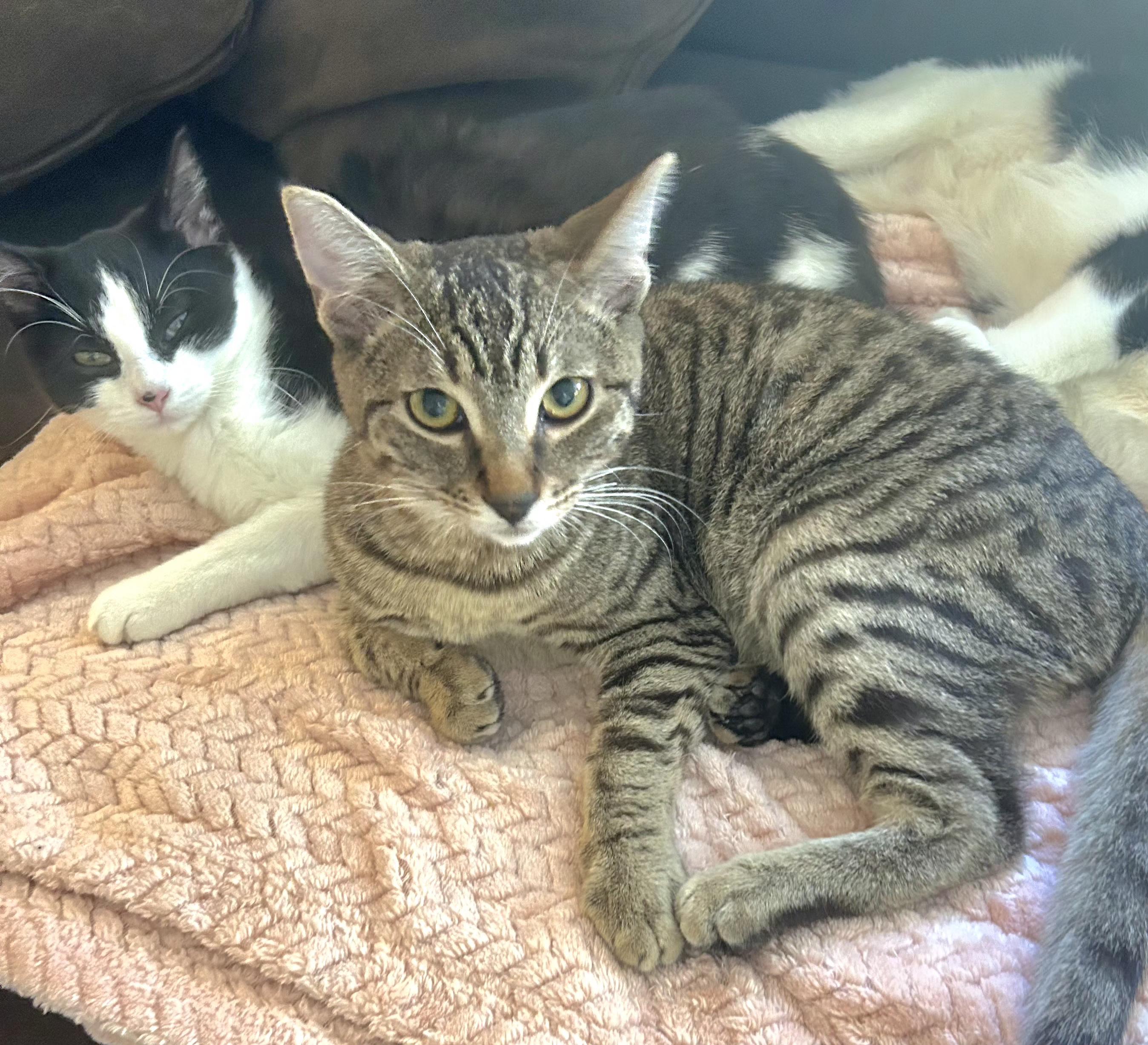 Enlarge Jasper, a Adoptable Tabby in Springfield, OR image 2/2