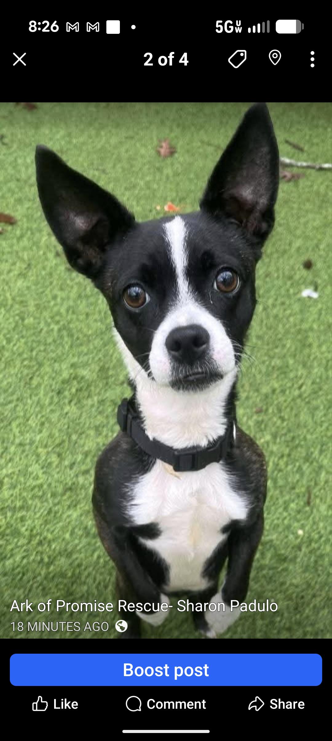 MILEY, ADOPTABLE, Young Female Boston Terrier & Chihuahua.