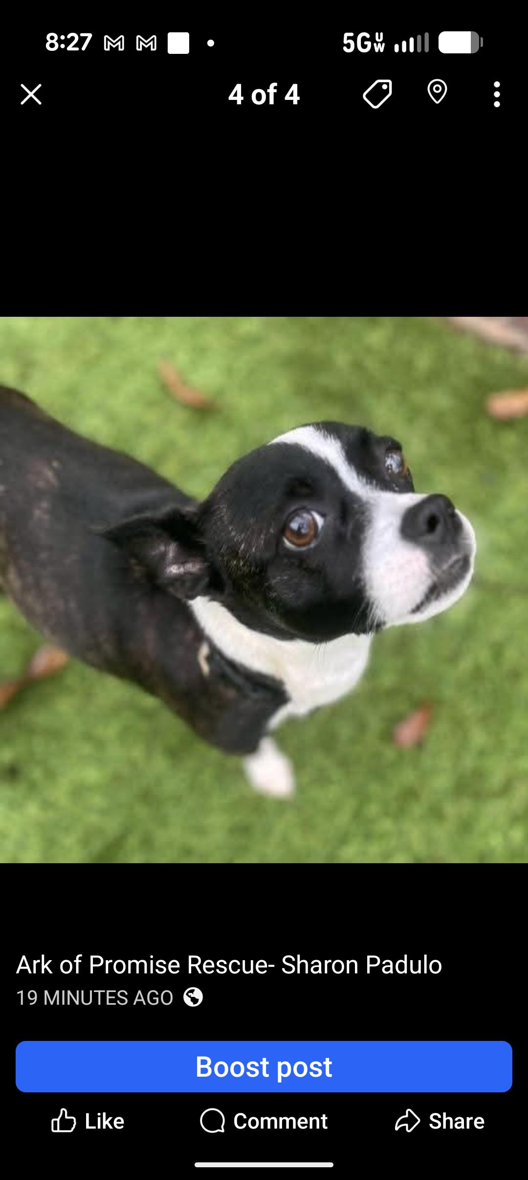 Enlarge MILEY, a ADOPTABLE mixed breed in Browns Mills, NJ image 2/4