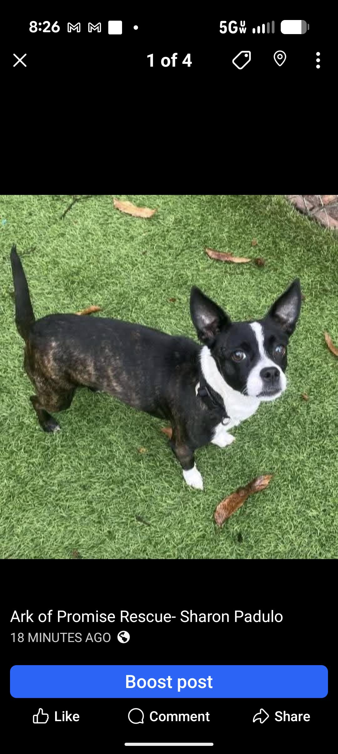 Enlarge MILEY, a ADOPTABLE mixed breed in Browns Mills, NJ image 3/4