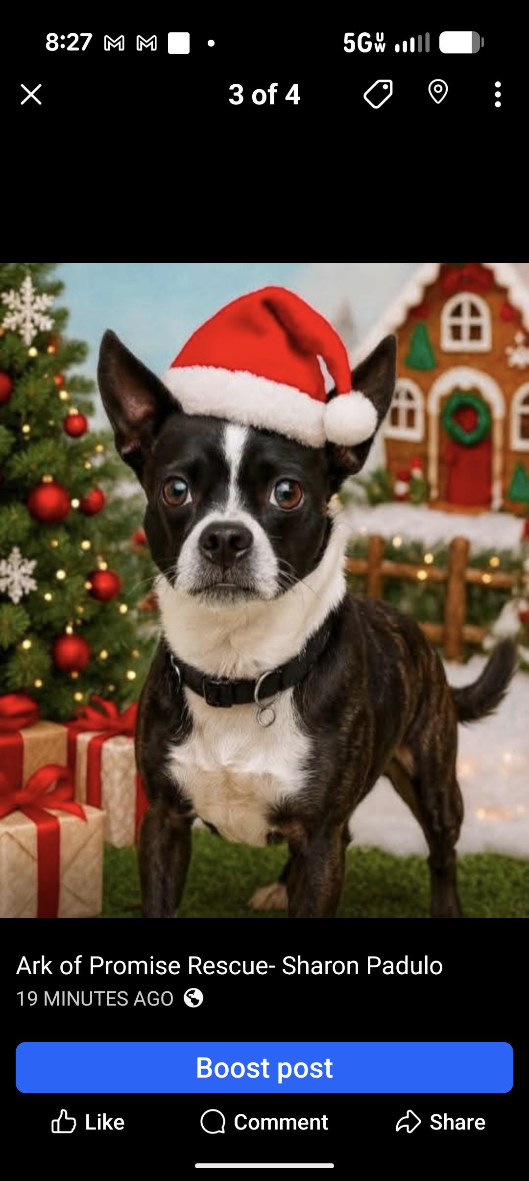 Enlarge MILEY, a ADOPTABLE mixed breed in Browns Mills, NJ image 4/4