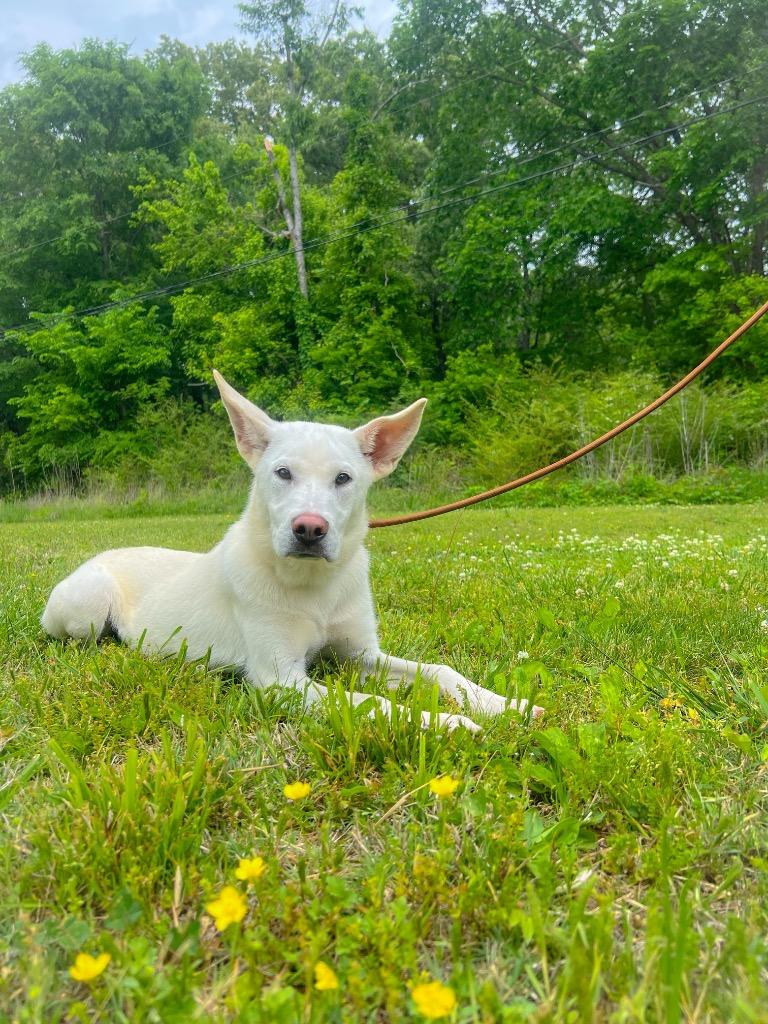 Andie, Adoptable, Puppy Female Labrador Retriever.