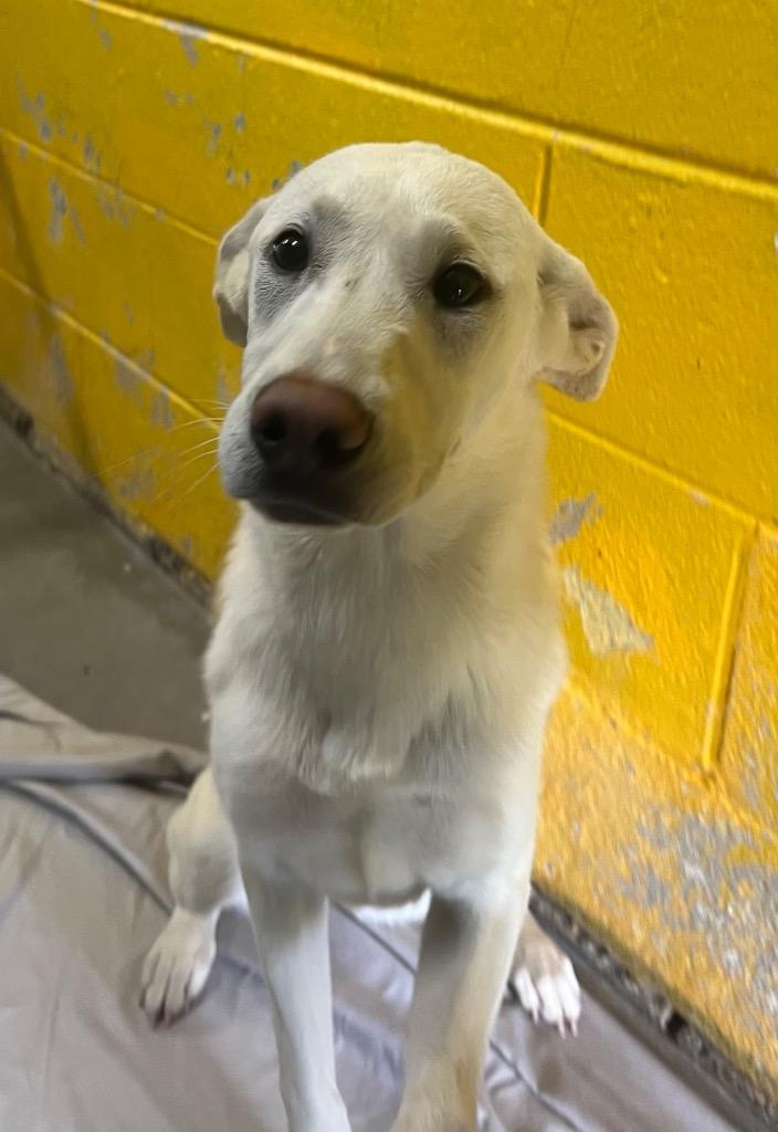 Enlarge Andie, a Adoptable Labrador Retriever in Murray, KY image 2/3