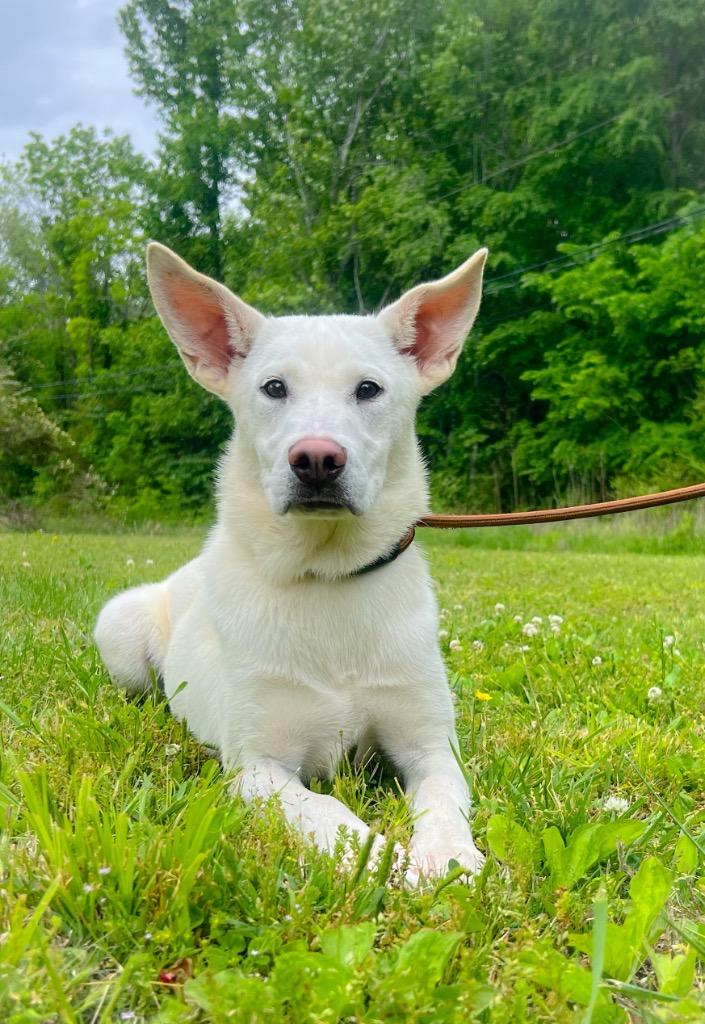 Enlarge Andie, a Adoptable Labrador Retriever in Murray, KY image 3/3