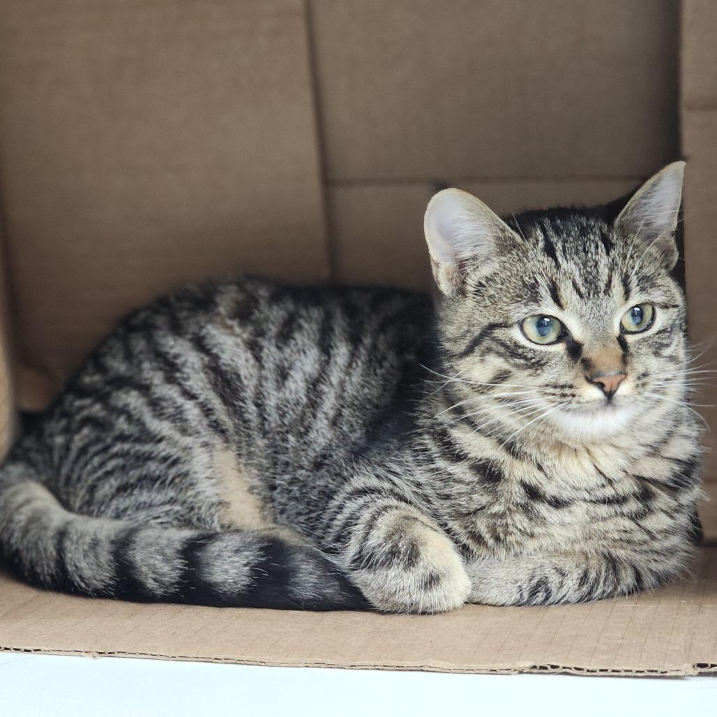 Cinnabon, Adoptable, Young Female Domestic Short Hair.