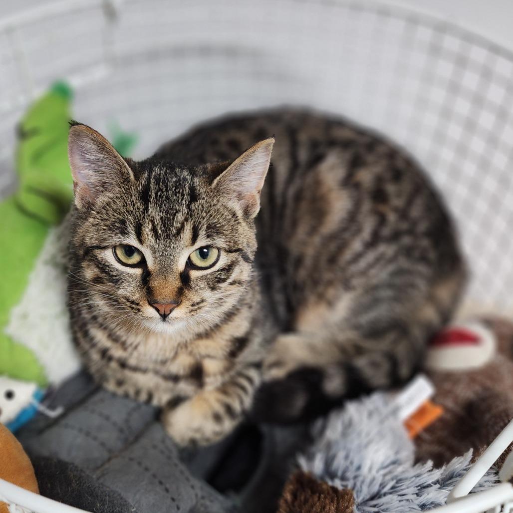 Cinnabon, a Adoptable Domestic Short Hair in Dixon, IL image 3/4