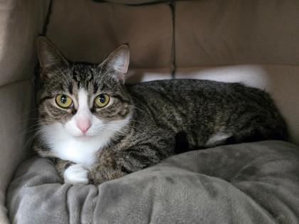 Enlarge Margo, a ADOPTABLE mixed breed in Tinley Park, IL image 3/6