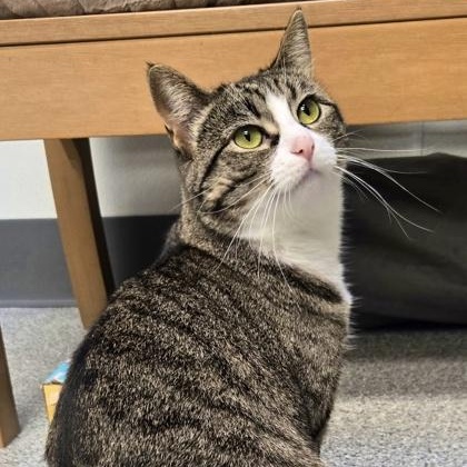 Margo, ADOPTABLE, Young Female Domestic Short Hair & Tabby.