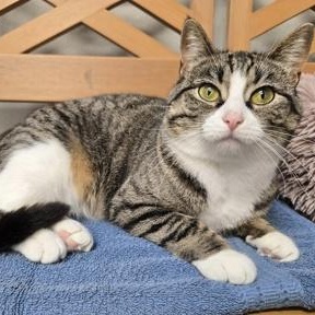 Enlarge Margo, a ADOPTABLE mixed breed in Tinley Park, IL image 4/6