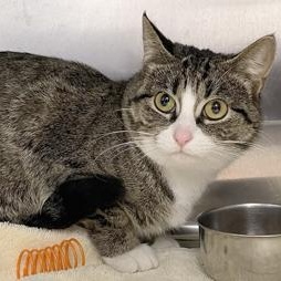 Margo, ADOPTABLE, Young Female Domestic Short Hair & Tabby.