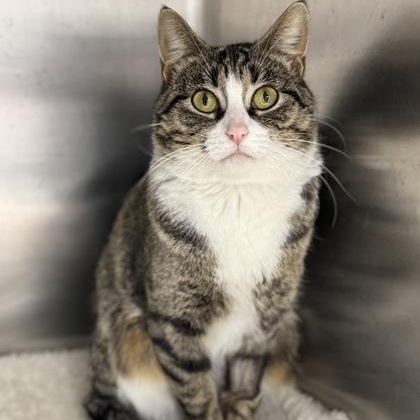 Enlarge Margo, a ADOPTABLE mixed breed in Tinley Park, IL image 5/6