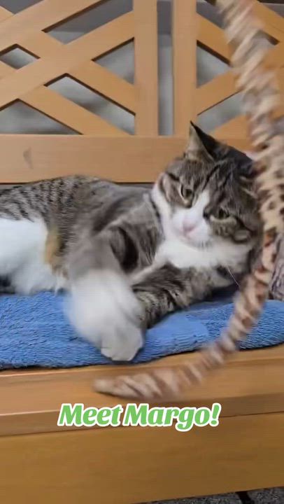 Enlarge Margo, a ADOPTABLE mixed breed in Tinley Park, IL video 6/6