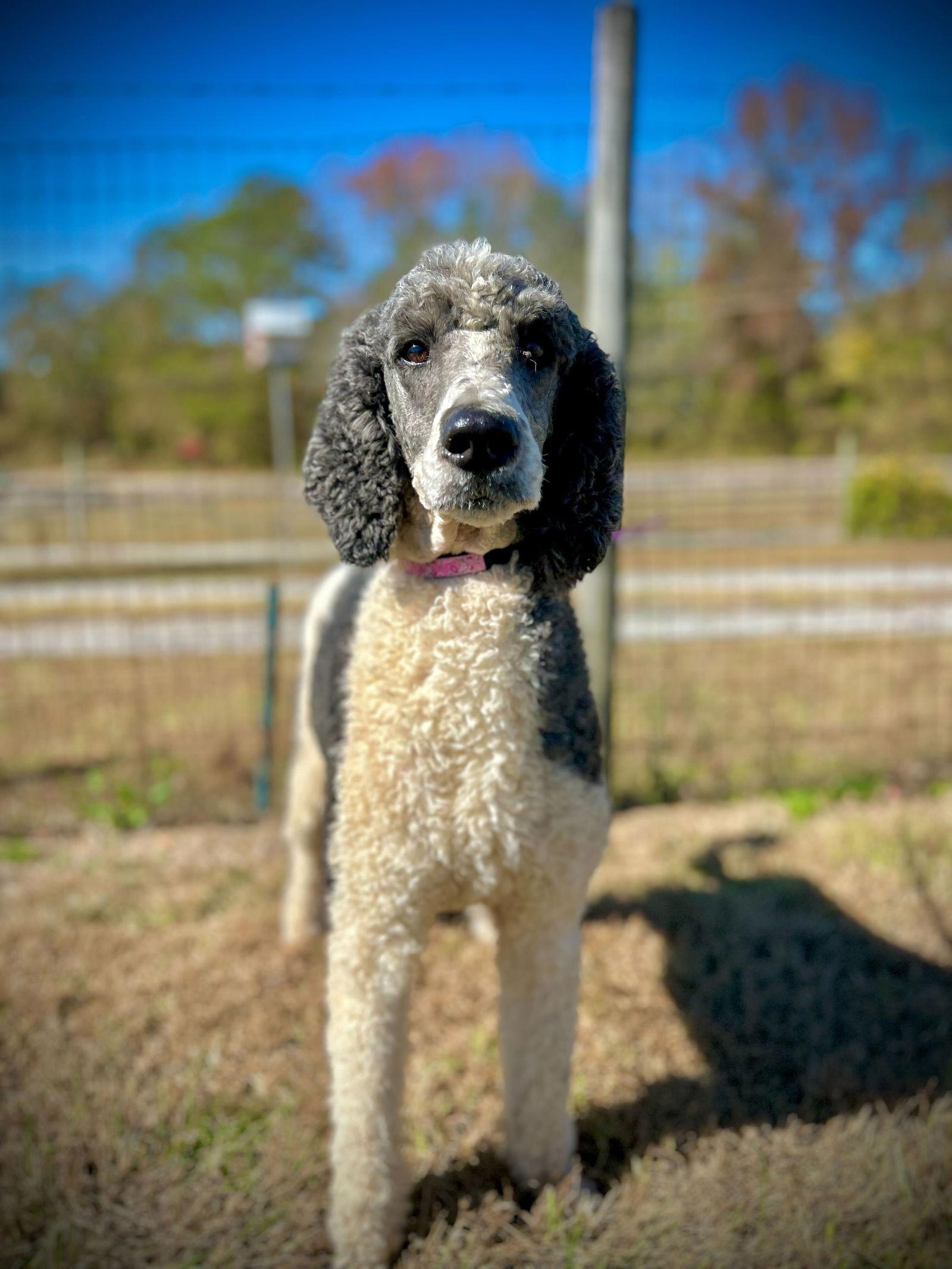 Enlarge Arnie Oct 25, a Adoptable Standard Poodle in Pacolet, SC image 1/3