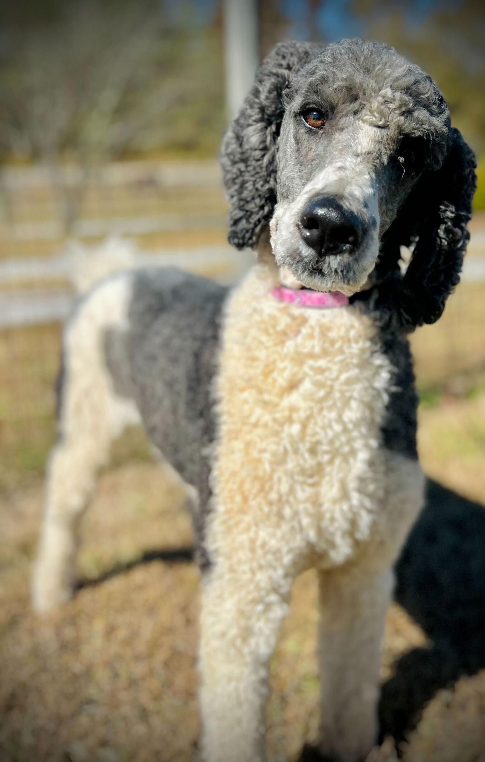 Enlarge Arnie Oct 25, a Adopted Standard Poodle in Pacolet, SC image 3/3