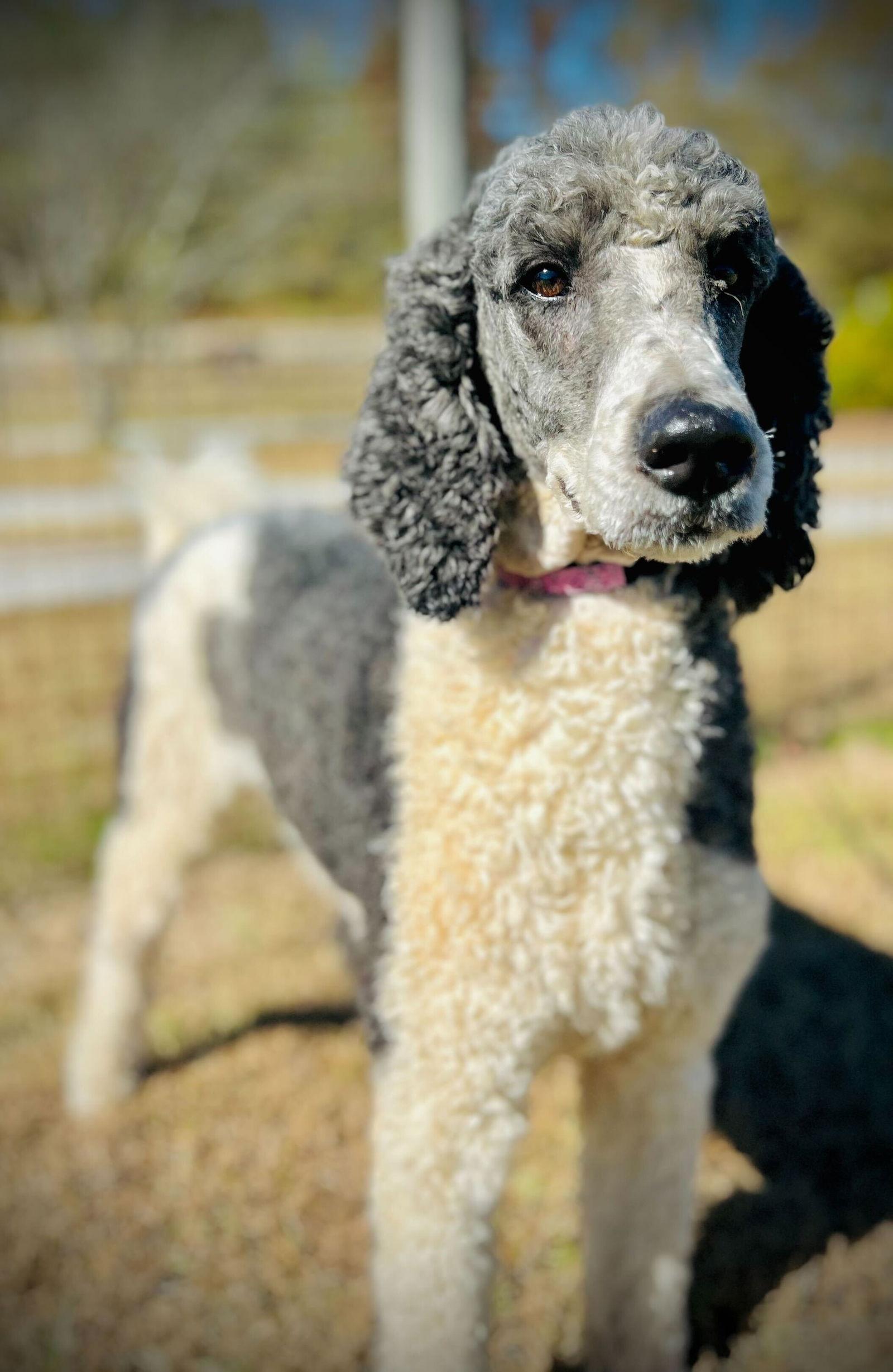 Enlarge Arnie Oct 25, a Adoptable Standard Poodle in Pacolet, SC image 2/3