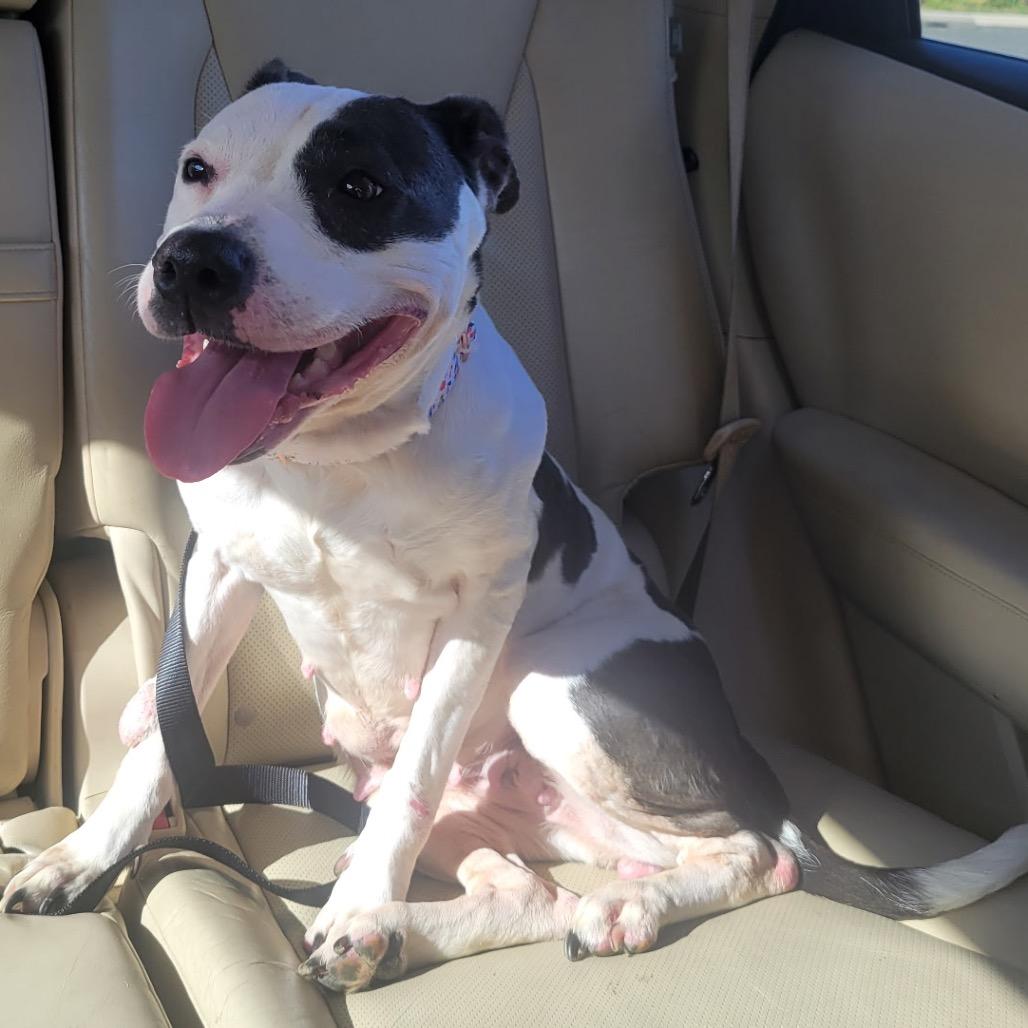 Madison, a ADOPTABLE mixed breed in Fort Washington, MD image 3/4