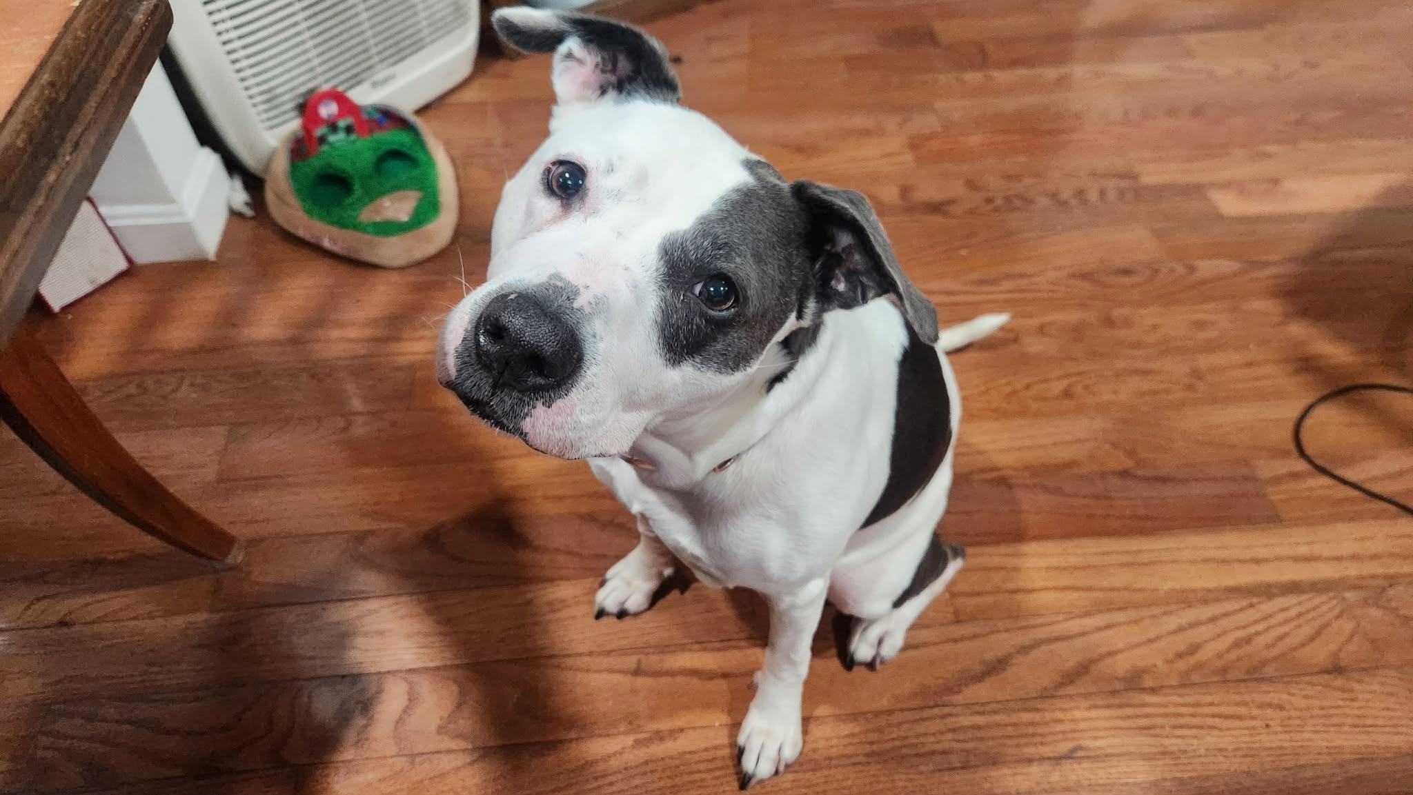 Madison, Adoptable, Adult Female Pit Bull Terrier & Mixed Breed.