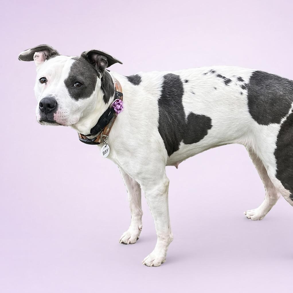 Madison, a ADOPTABLE mixed breed in Fort Washington, MD image 2/4