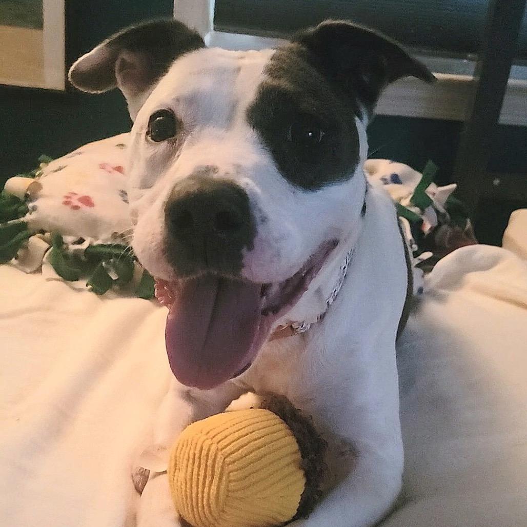 Madison, ADOPTABLE, Adult Female Pit Bull Terrier & Mixed Breed.