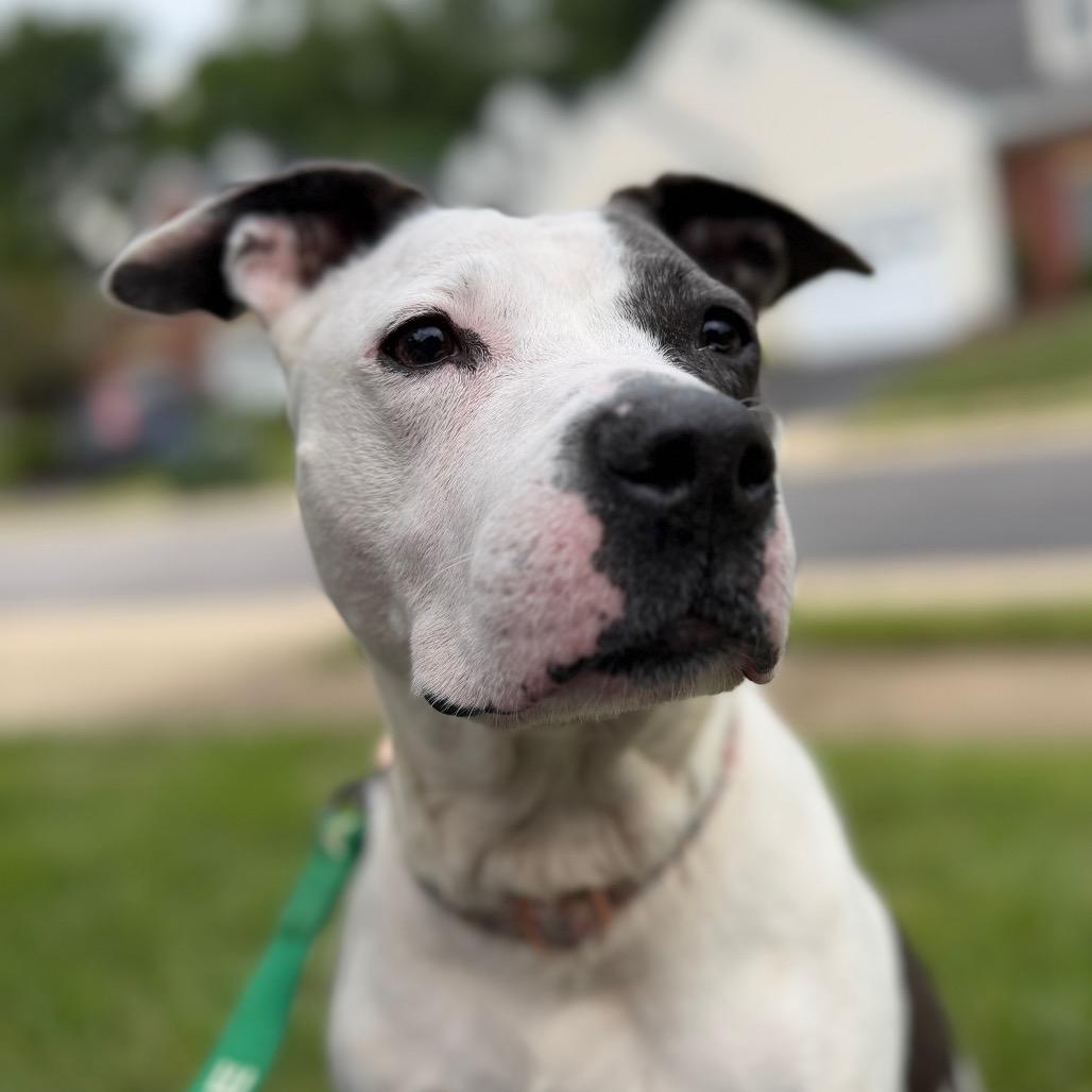 Enlarge Madison, a Adoptable mixed breed in Fort Washington, MD image 3/6