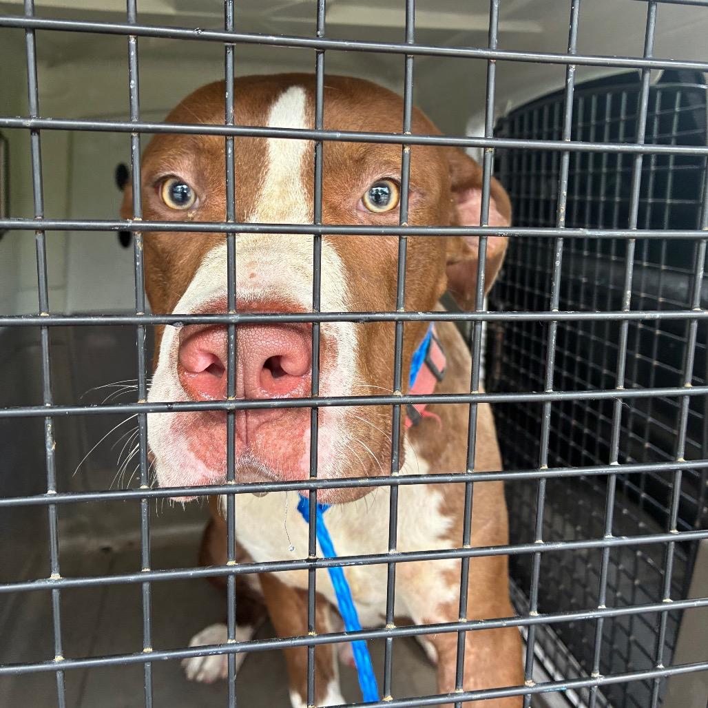 Peter Pawker, Adoptable, Young Male Terrier & Mixed Breed.