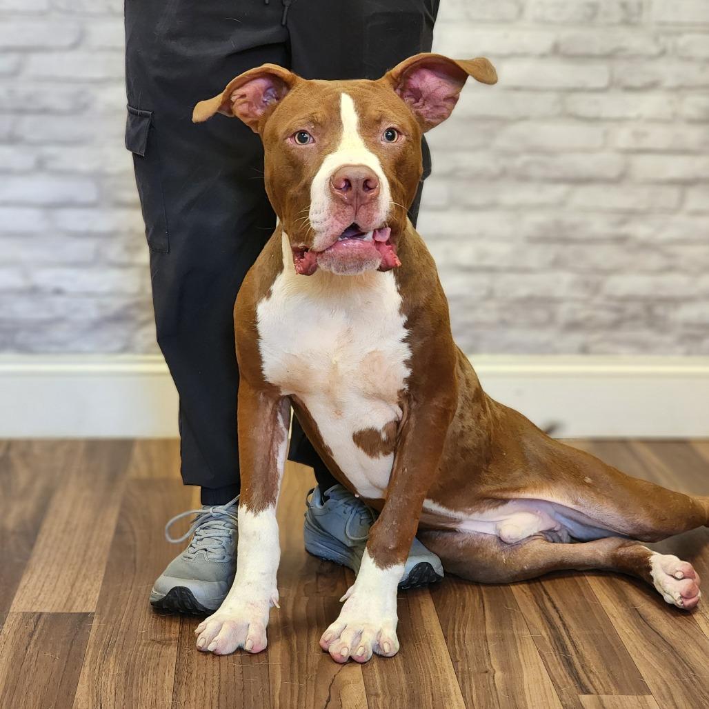 Enlarge Peter Pawker, a Adoptable mixed breed in Montgomery, AL image 2/2