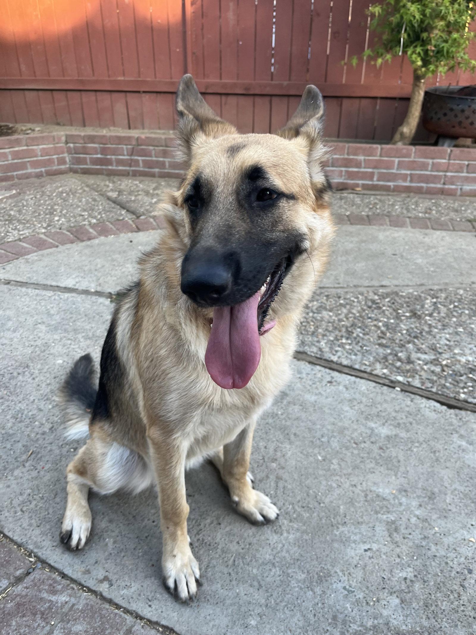Enlarge Tequila, a Adoptable German Shepherd Dog in Woodland, CA image 2/3