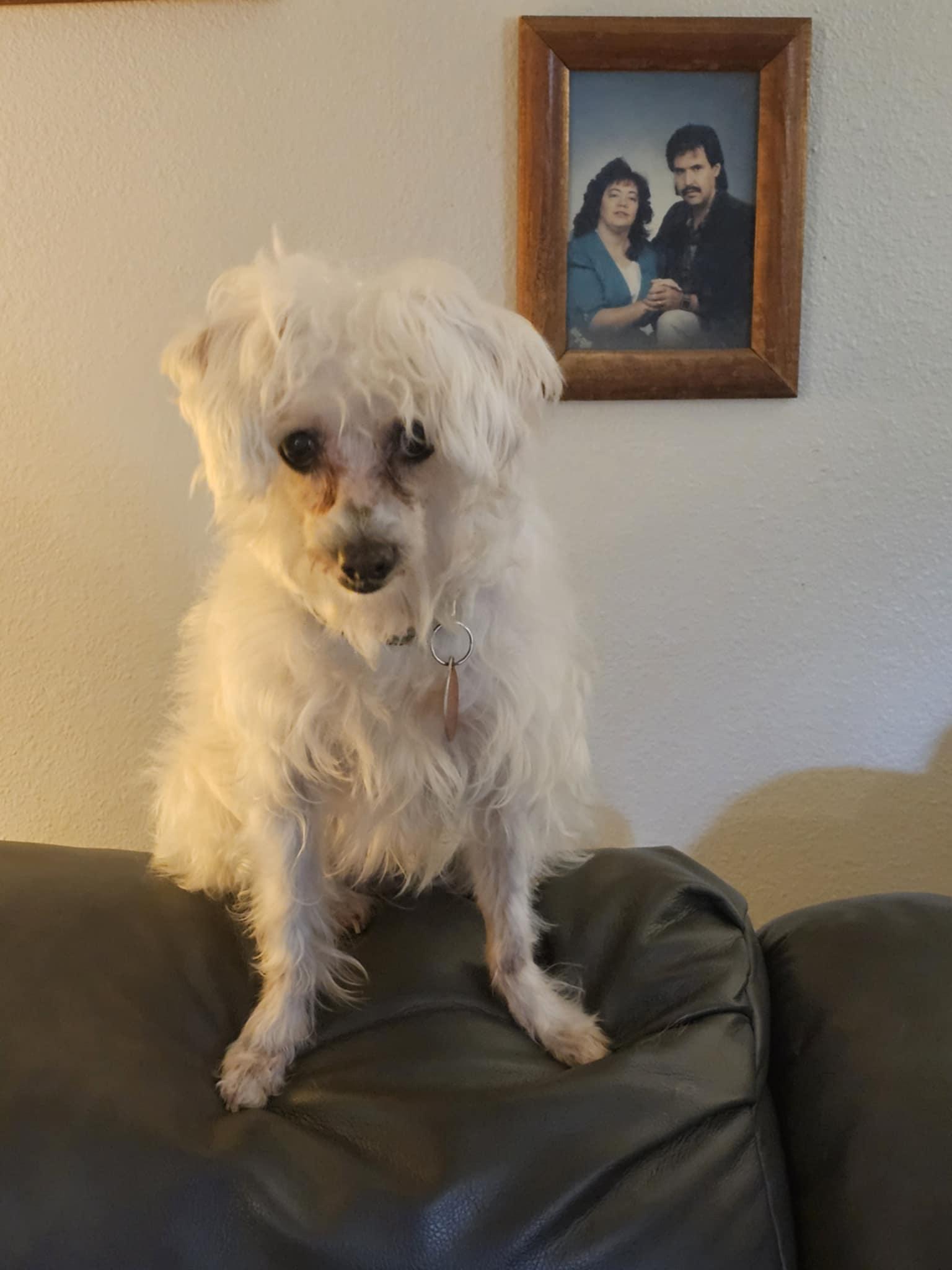 Enlarge Fizzgig, an adopted Chinese Crested Dog in metairie, LA image 1/2