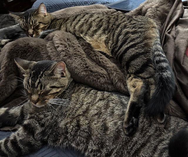 Enlarge Maciera C4596 & Marcel C4595 (Bonded Pair), a Adoptable Domestic Short Hair in minneapolis, MN image 1/3