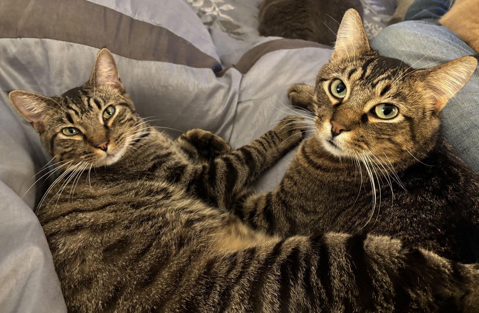 Maciera C4596 & Marcel C4595 (Bonded Pair), Adoptable, Young Male Domestic Short Hair.