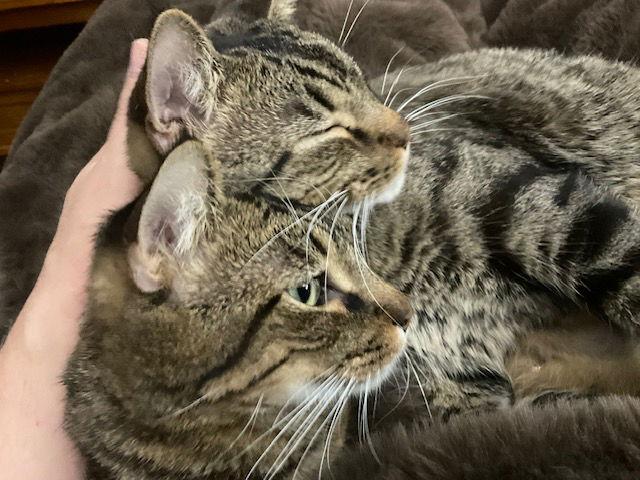 Enlarge Maciera C4596 & Marcel C4595 (Bonded Pair), a Adoptable Domestic Short Hair in minneapolis, MN image 3/3